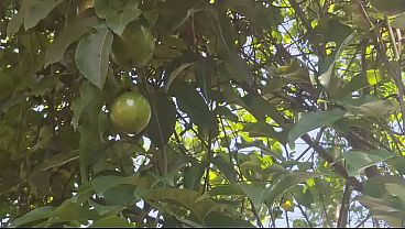 Ngentot Di Pinggir Sawah, Montoknya Keluar Semua Bikin Liur Netes